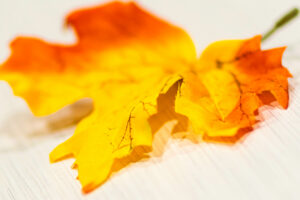 image of a fallen leaf